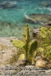 travel/bcactus.jpg